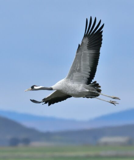 bird flying