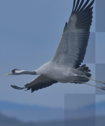 bird flying