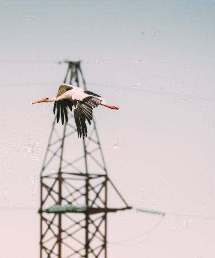 bird flying in front of a power grid pylon