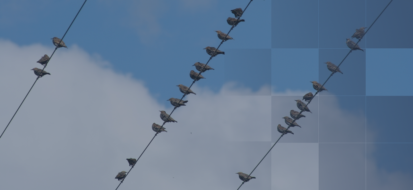 birds sitting in power line